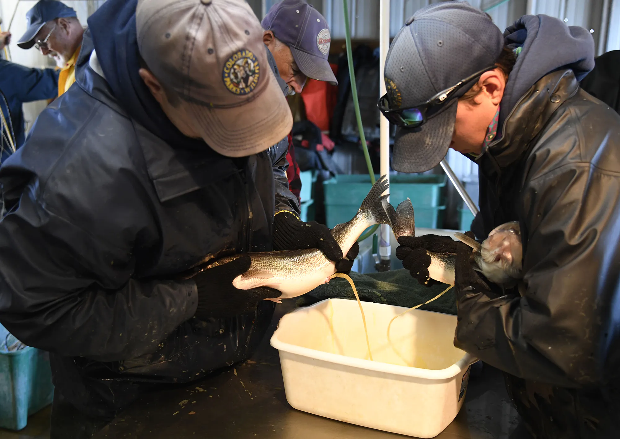 Deux biologistes du Colorado pressent les œufs de doré.