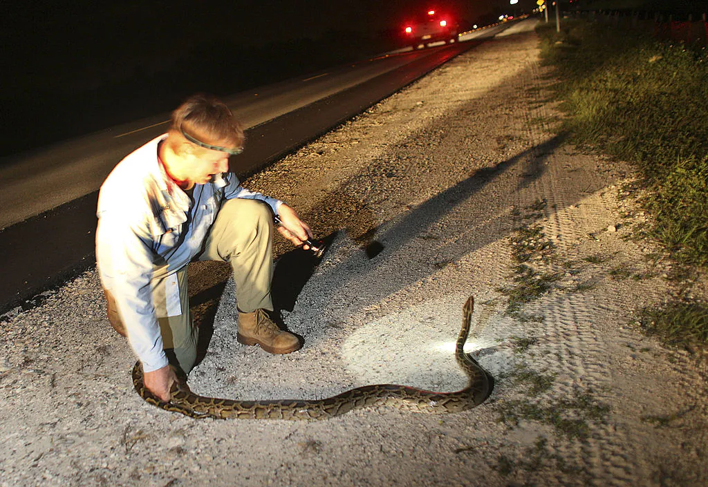 Un biologiste capture un python sur la route dans les Everglades