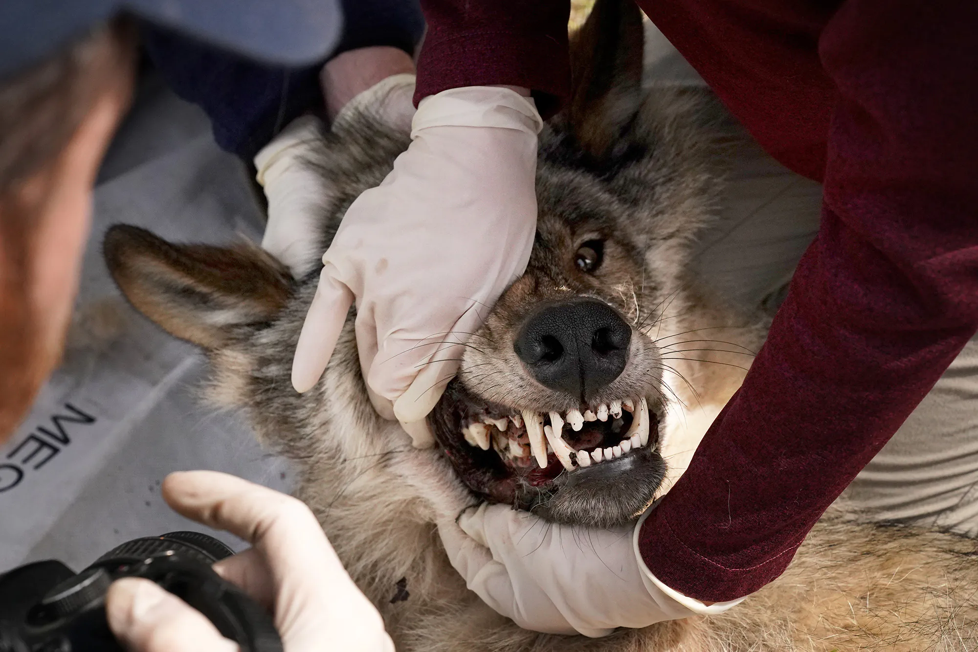 Les mains gantées vérifient les dents d'un loup gris au Minnesota tandis qu'un autre biologiste prend une photo.
