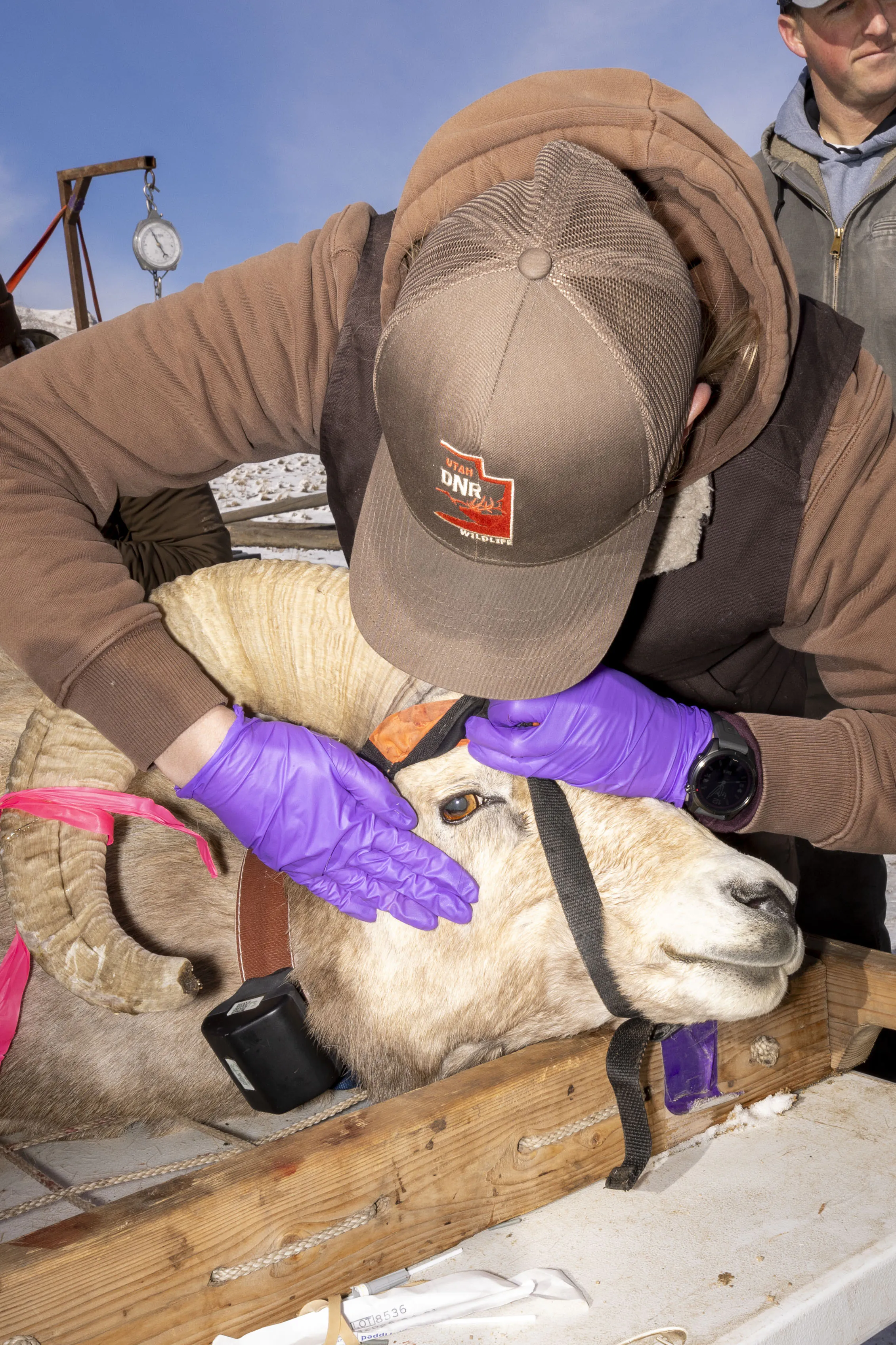 Un biologiste portant des gants bruns et violets ouvre les yeux d'un mouflon à collier à col.