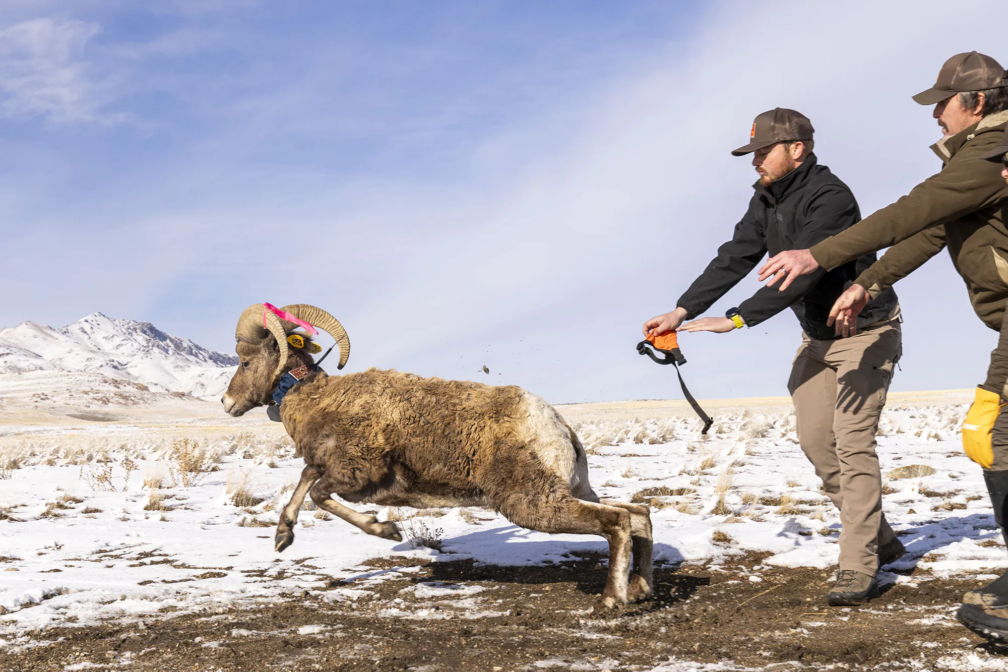 Deux biologistes libèrent un moufle d'Antelope sur l'île d'Antelope.