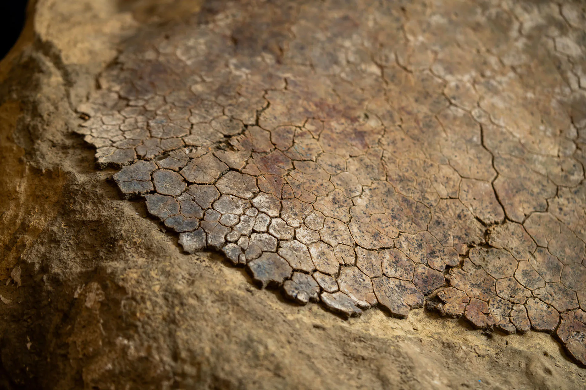 Un gros plan d'une coquille de tortue fossiliée