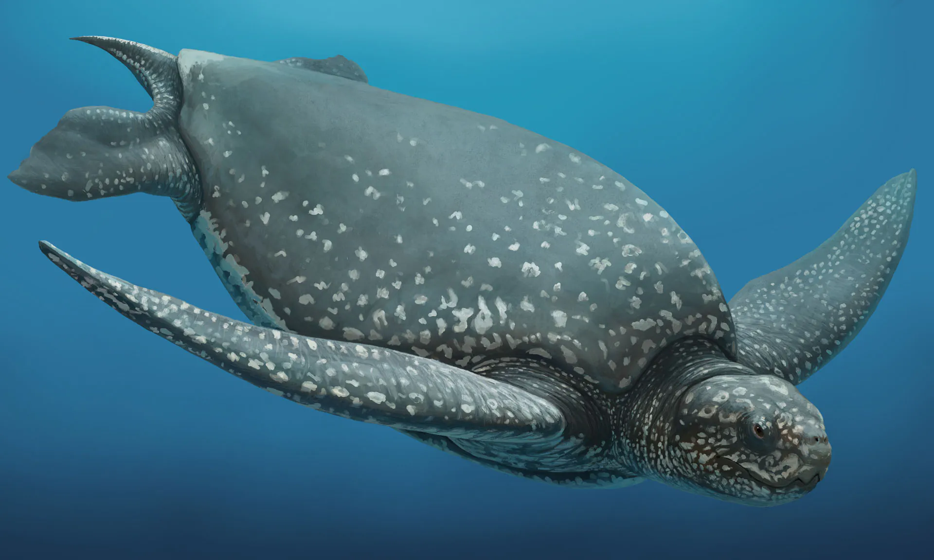 Le rendu d'un artiste d'une tortue de mer éteinte dont la coquille fossilisée a été récemment trouvée
