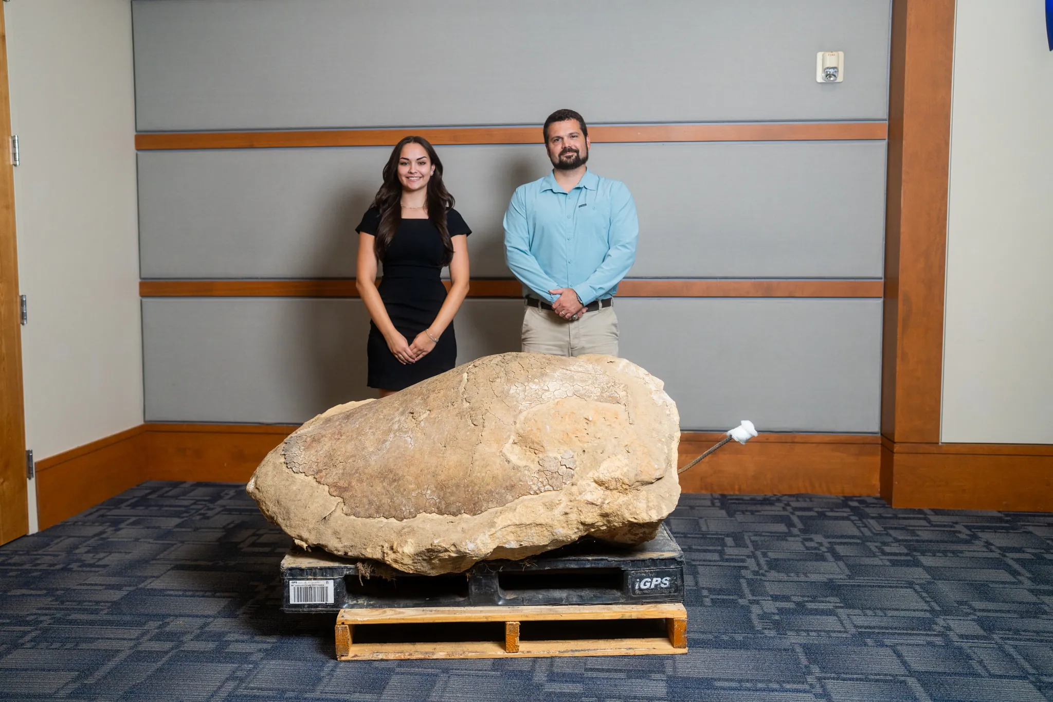 Deux chercheurs par une coquille de tortues fossilisés.