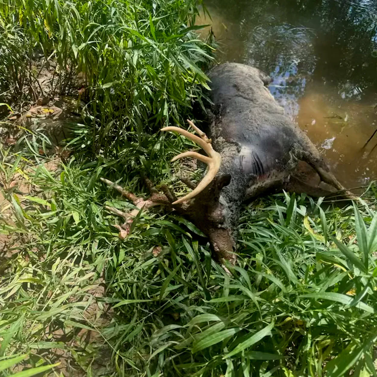 Un mâle de queue blanche retrouvée morte d'Ehd dans l'Ohio.
