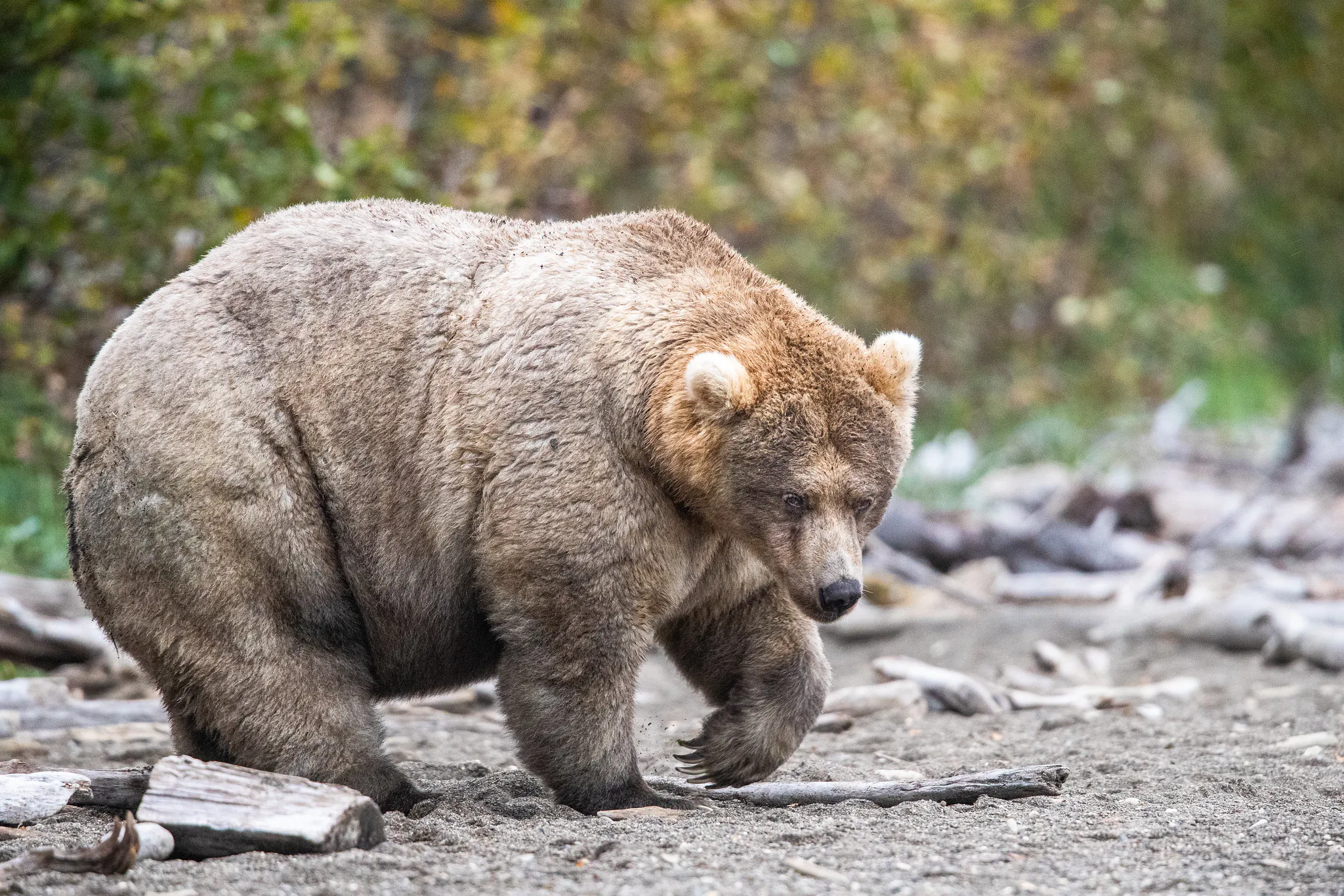 Un Grizzly de truie pendant la semaine des graisses au parc national de Katmai.