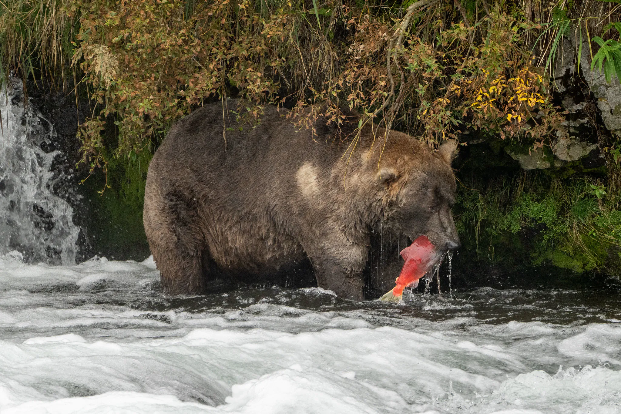 Un grand ours mangeant un saumon dans le parc national de Katmai.