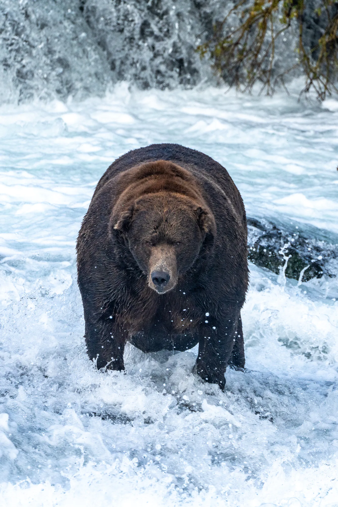 Un grizz de sanglier géant à Brooks Falls.