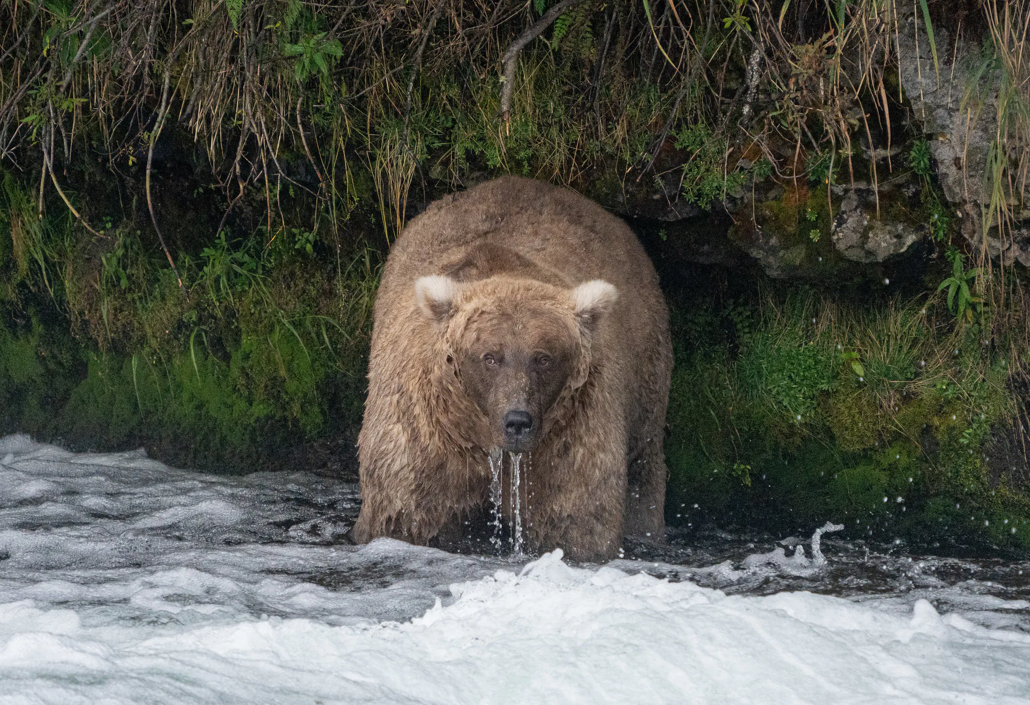 Une pêche géante dans l'ours dans le parc national de Katmai
