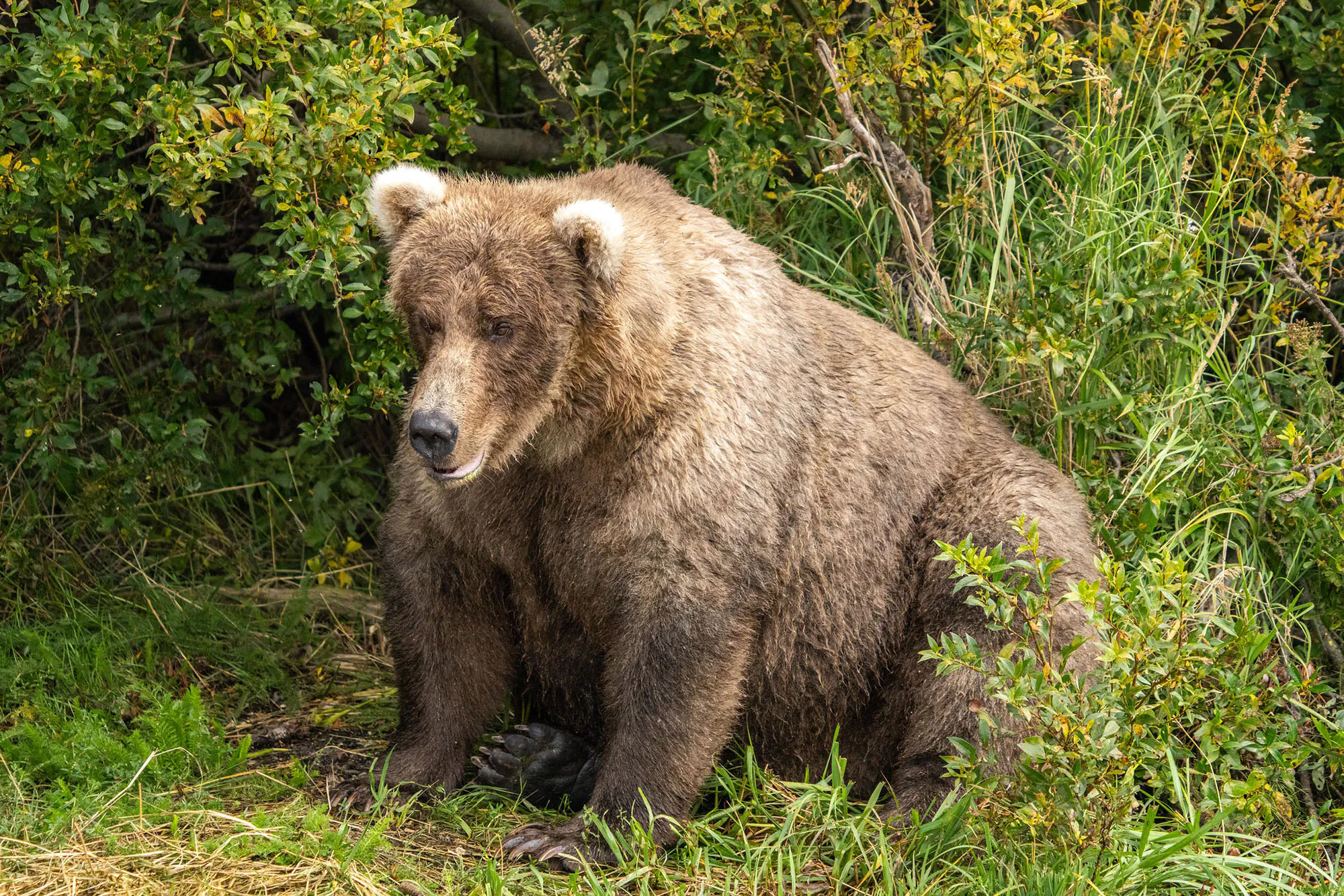Ours 128 au parc national de Katmai