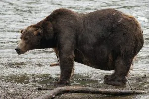 9 photos des énormes champions de la «Fat Bear Week» de l'Alaska