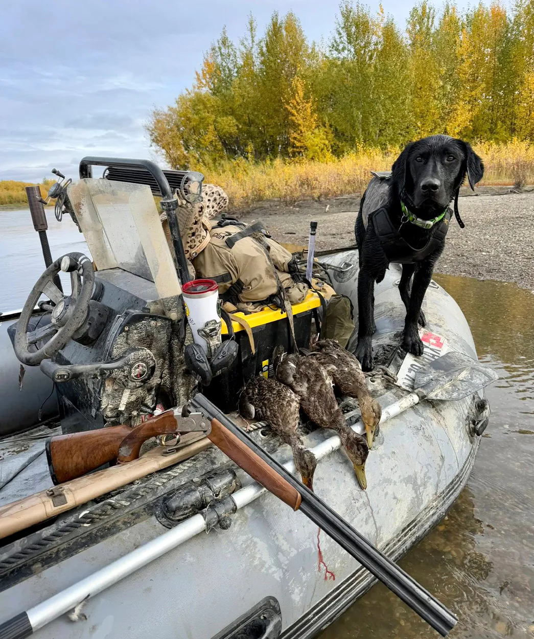 Un Labrador Retriever sur un bateau de canard.