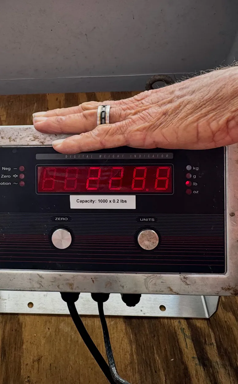 Une échelle certifiée montre le poids d'un gros tarpon.