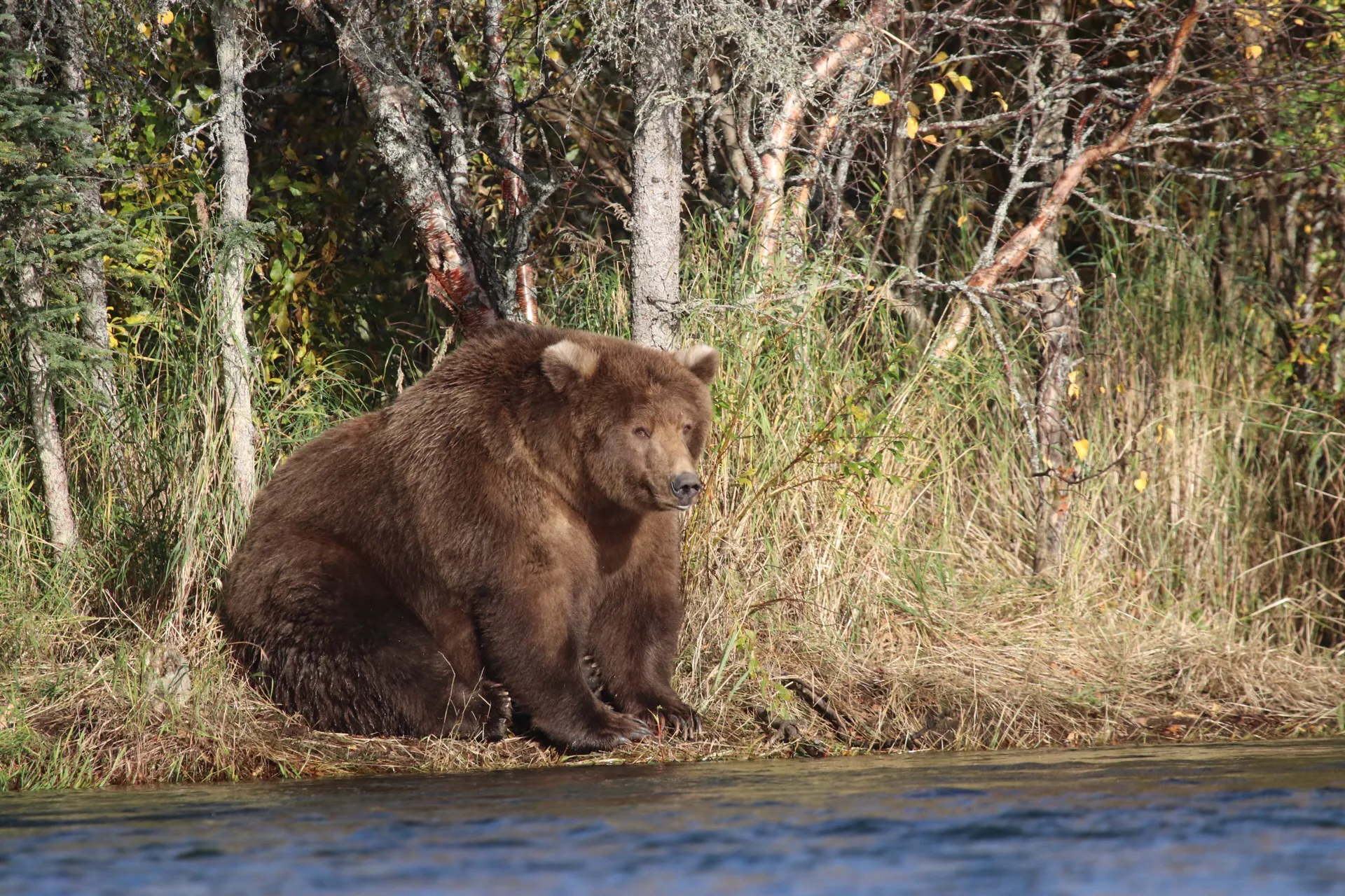 Un ours brun géant au parc national de Katmai