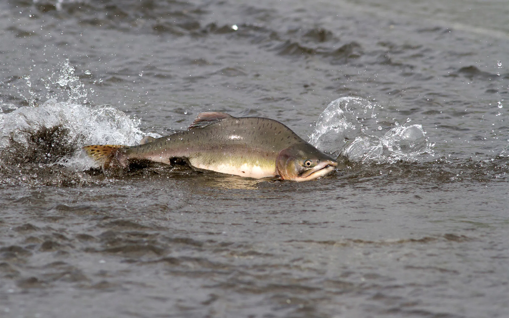 Un saumon rose nage une rivière peu profonde.