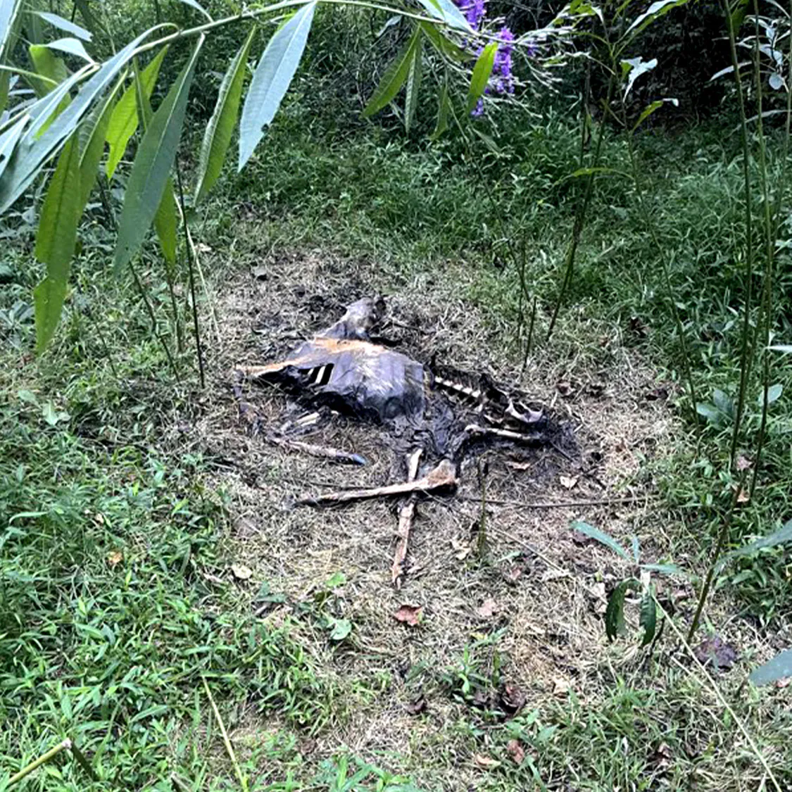 Une carcasse de cerf trouvée lors d'une épidémie de DHE en Ohio.