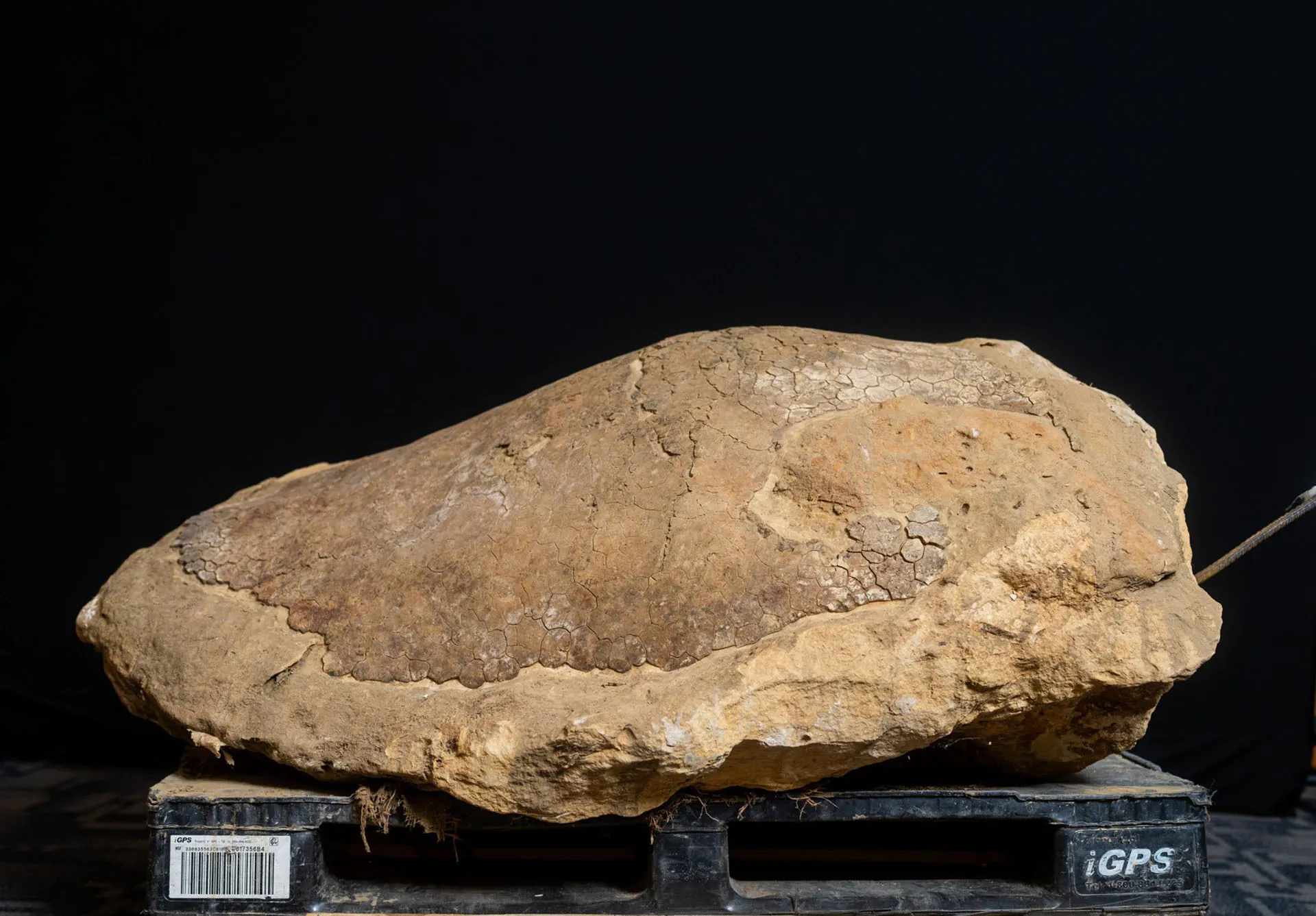 Une coquille de tortue fossilisée.