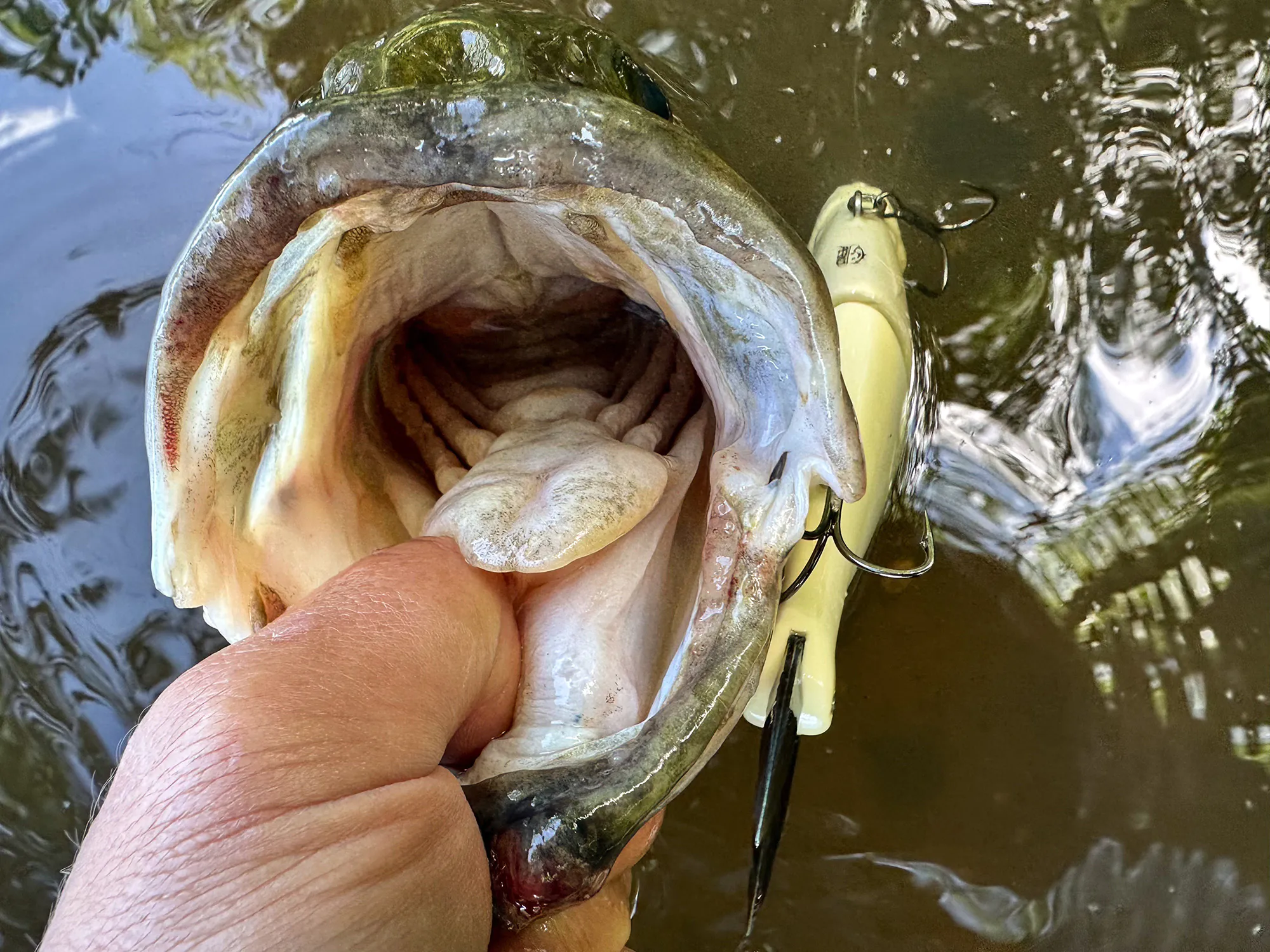 Une basse capturée pendant le chiffre d'affaires du lac.