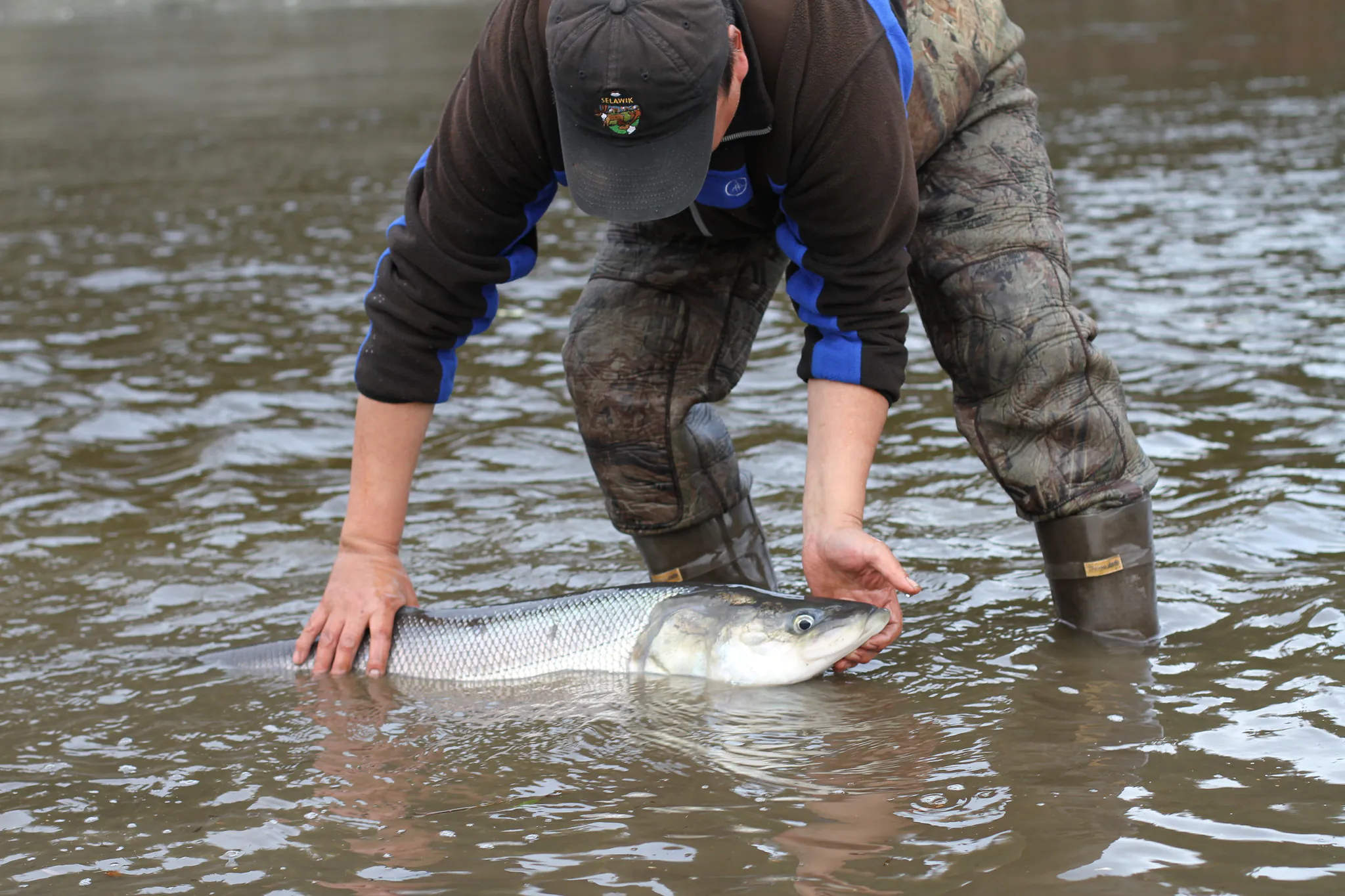 Un pêcheur libère un poisson-baisse.