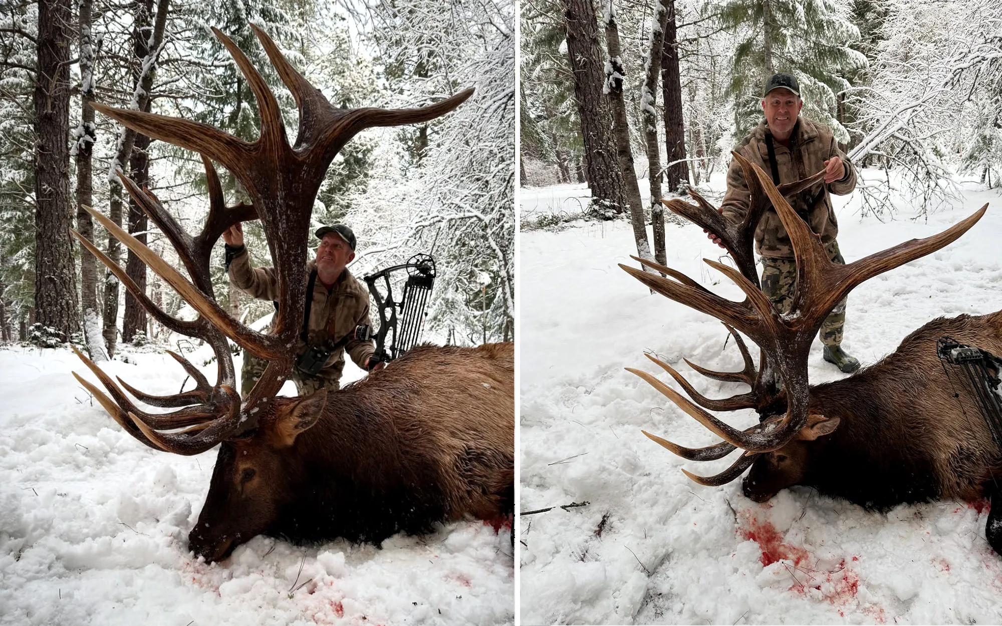 Un chasseur à l'arc avec un wapiti mâle géant des Rocheuses.