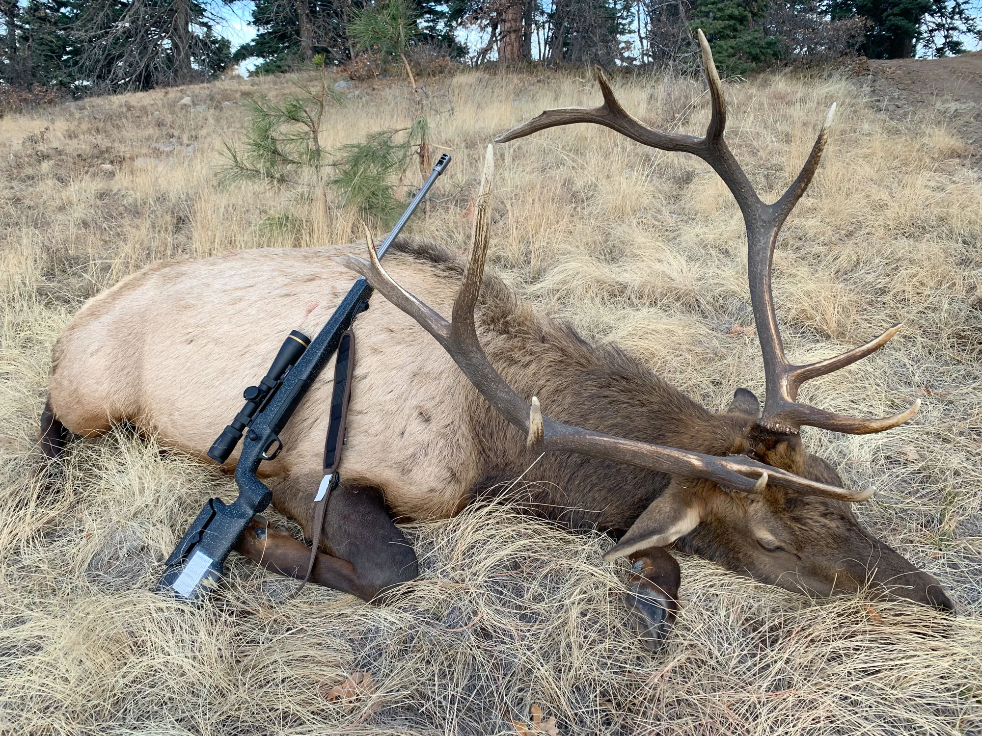 wapiti pris avec une protection auditive de chasse avec frein de bouche