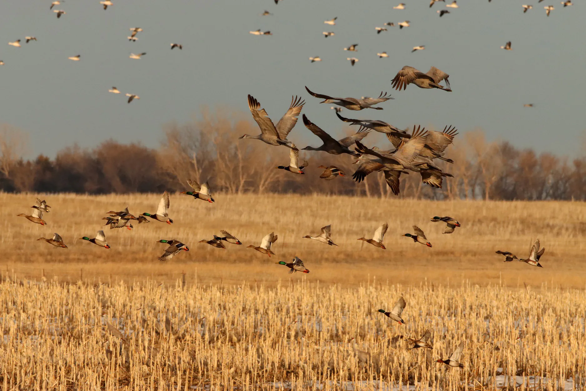 Des oiseaux migrateurs s'envolent d'une zone humide du Dakota du Sud.