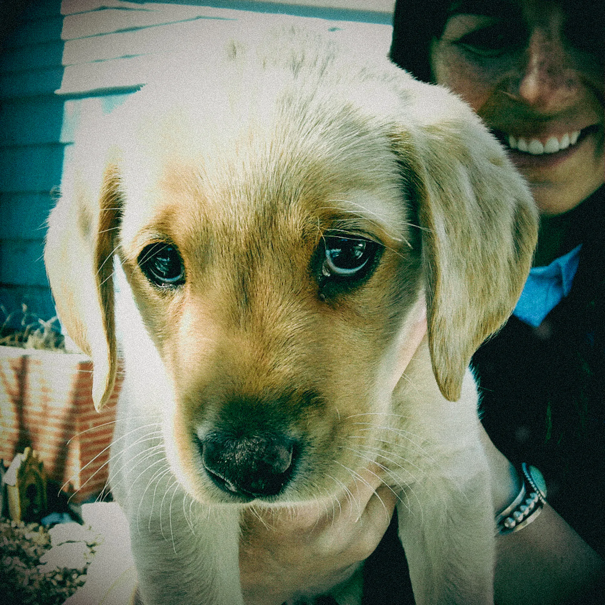 Une femme tient dans ses bras un chiot à l’air espiègle.