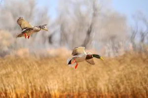 « L'IA m'a dit que la saison des canards était ouverte » et d'autres raisons pour lesquelles les responsables avertissent les chasseurs de ne pas compter sur l'IA