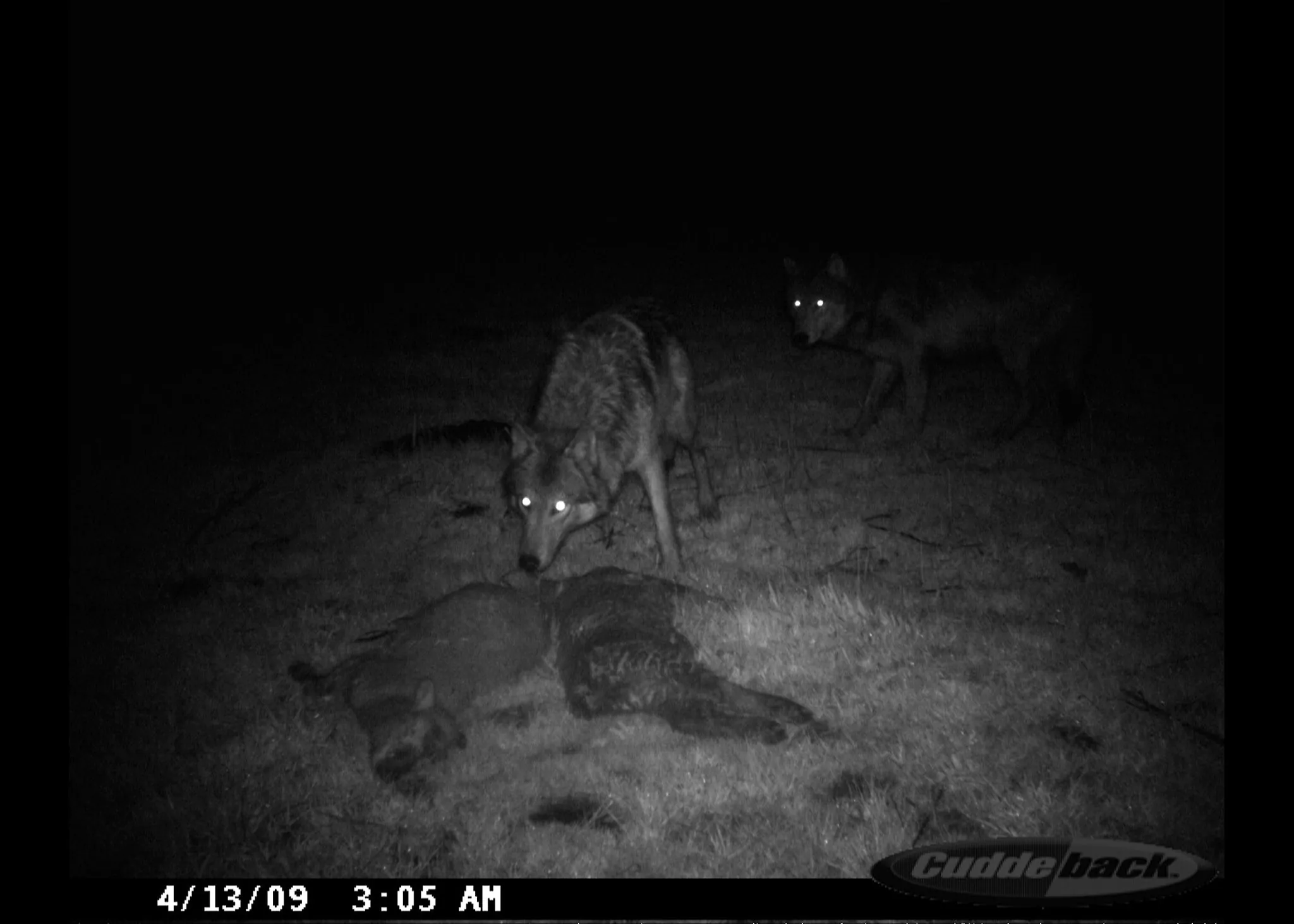 Les loups s'approchent d'un site de déprédation.