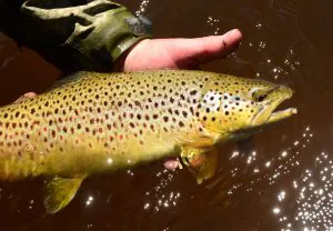 Il est temps de mettre fin à la pêche à la truite avec remise à l’eau – ou de s’améliorer encore davantage