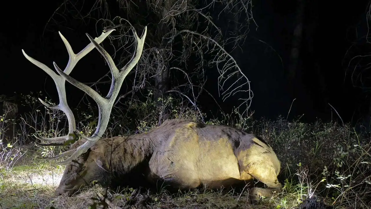 Un wapiti mâle après une chasse.