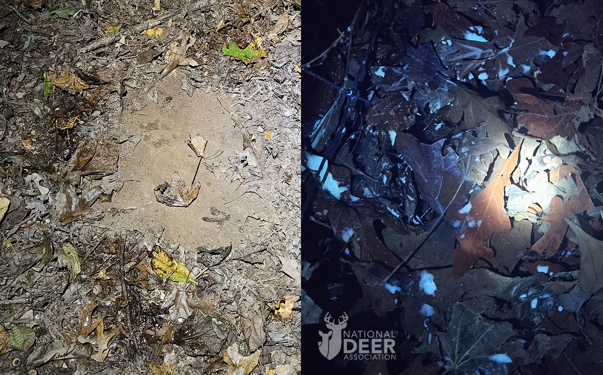 Photos d'un cerf gratté sous une lumière ordinaire et une lumière UV.