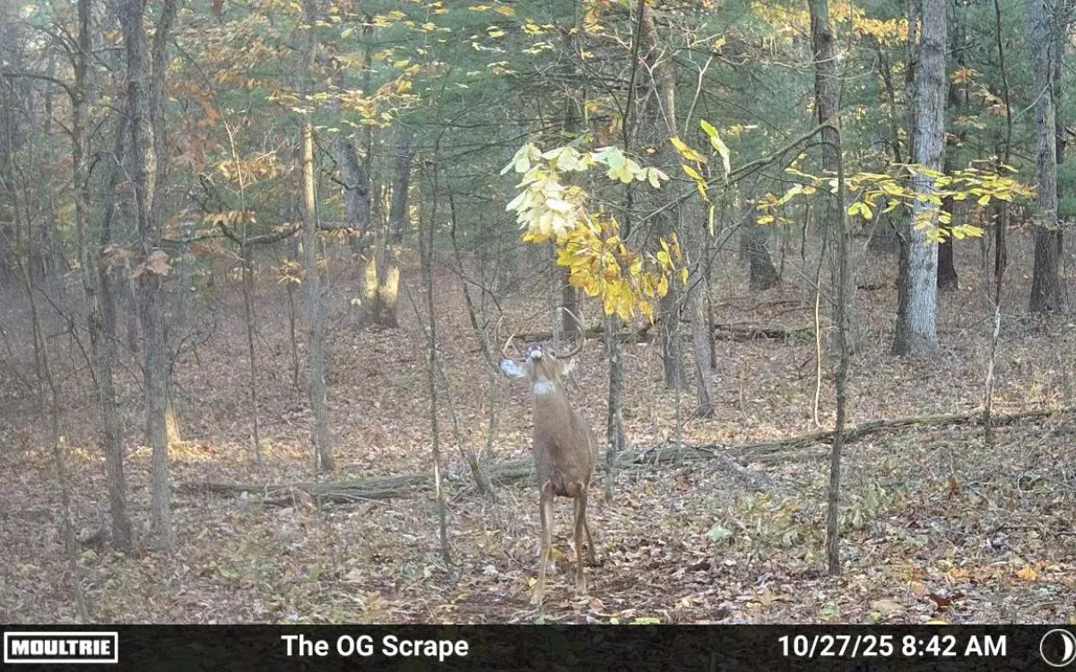 Photo d'une caméra de suivi montrant un cerf de Virginie frappant une égratignure