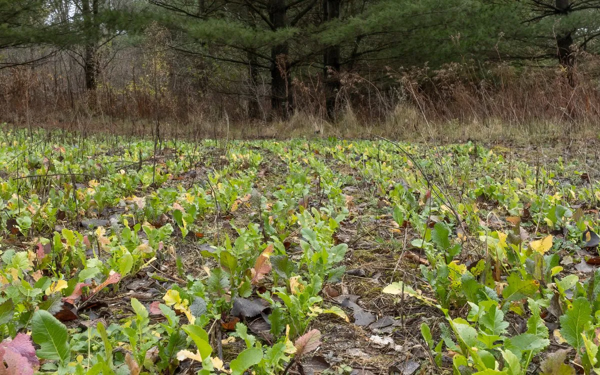 Une parcelle alimentaire montre des navets poussant à l’automne.