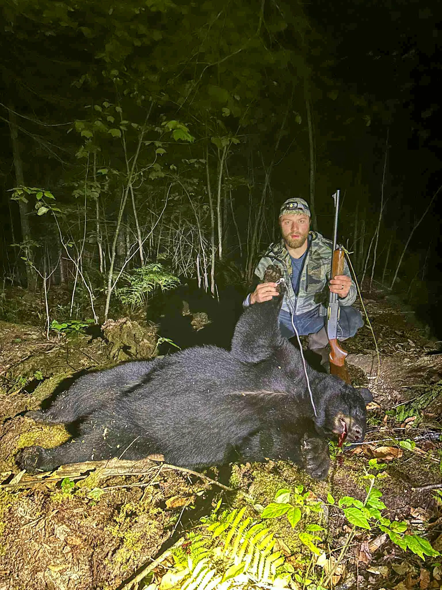 Ours noir du Maine piégé avec un piège.