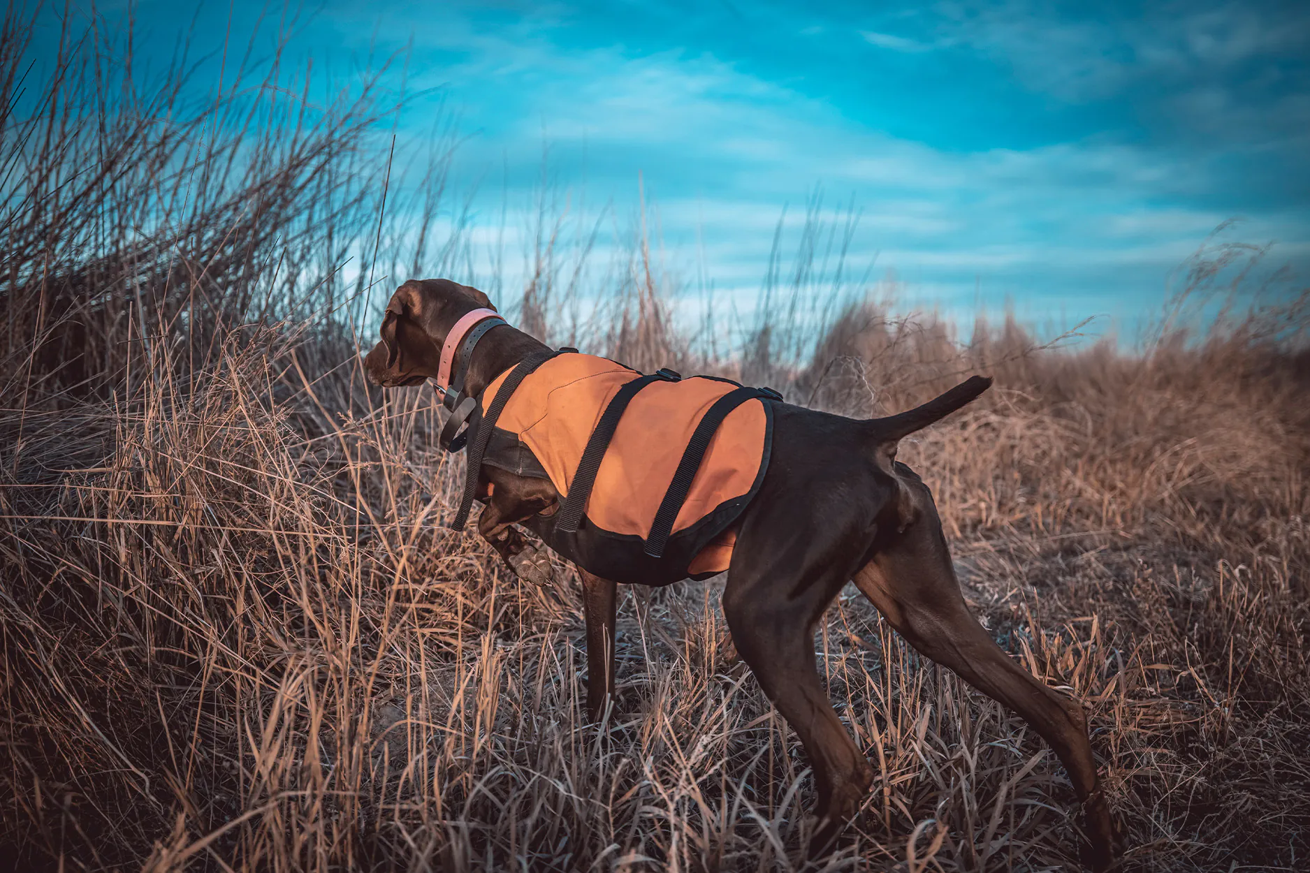 Un chien oiseau avance dans une couverture épaisse.