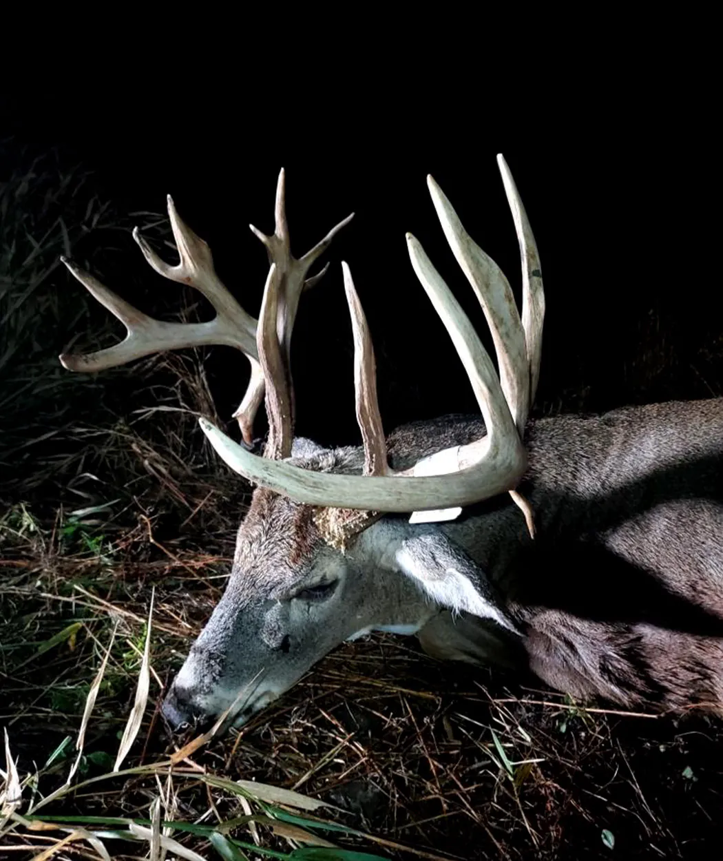 Une photo de profil d’un gros mâle de l’Iowa.