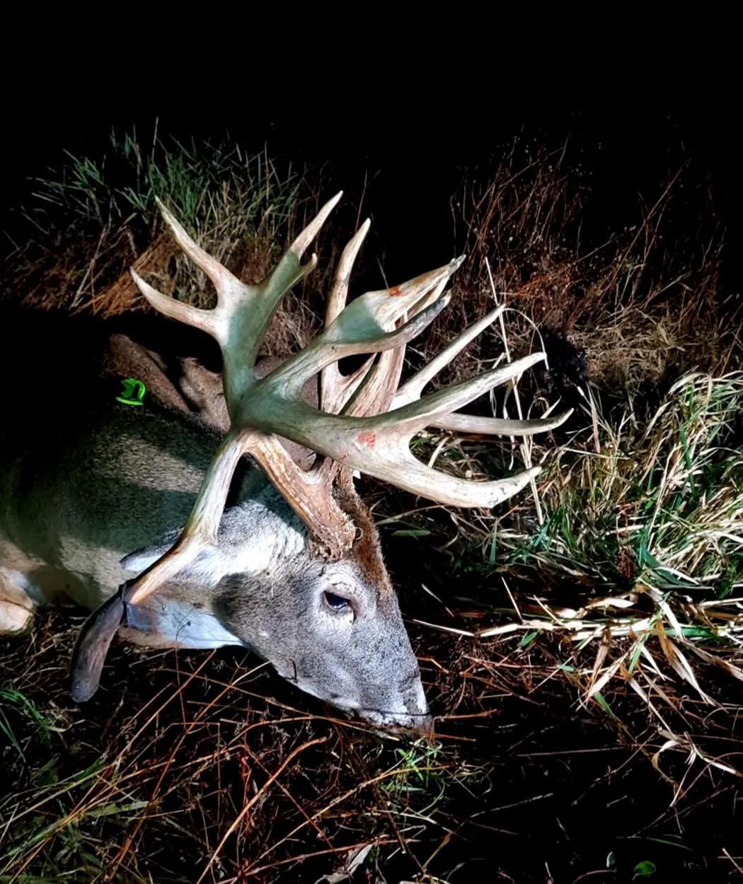 Une photo de profil d’un gros mâle de l’Iowa.
