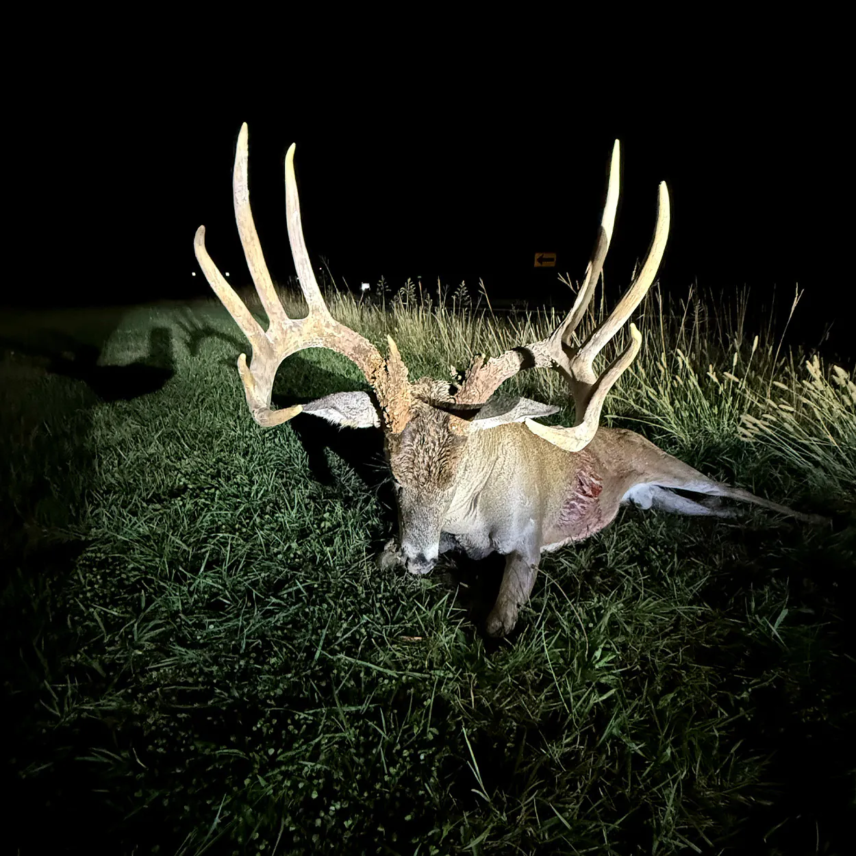 Un gros mâle du Missouri qu'un chasseur a marqué.