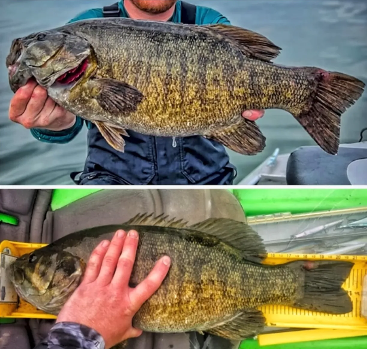 Un côte à côte de deux photos de poissons.
