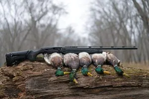 Beretta AX800 Suprema Review : cela pourrait être le semi-automatique ultime pour la chasse au canard