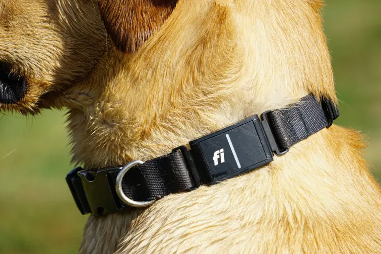 Le collier gps pour chien Fi dans un laboratoire.