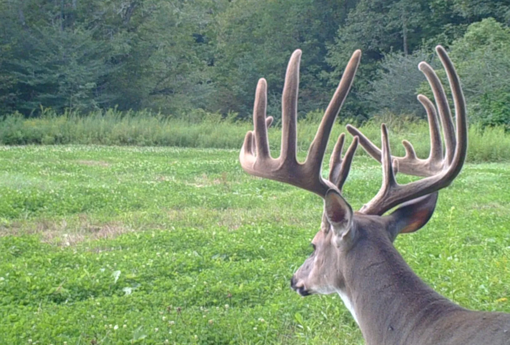 Un gros mâle du Maryland sur la caméra de chasse.
