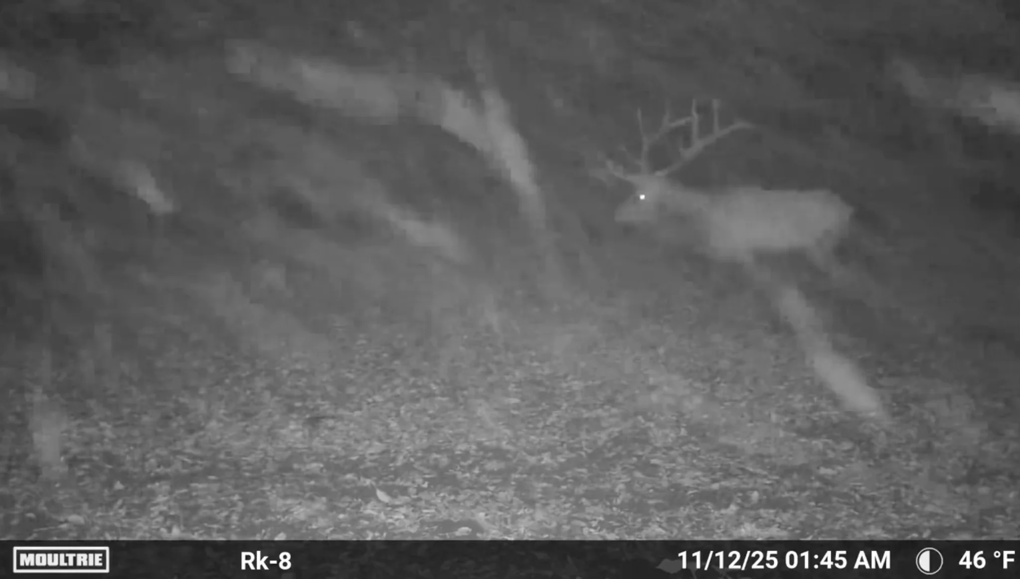 wapiti de Roosevelt