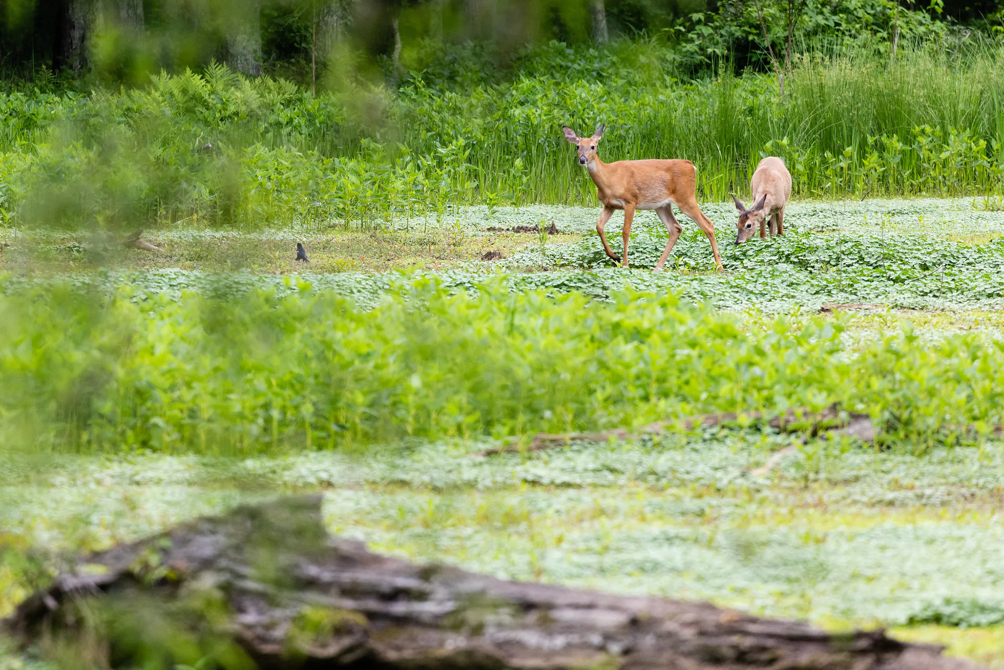 Deux cerfs dans un marais se nourrissent et se promènent.