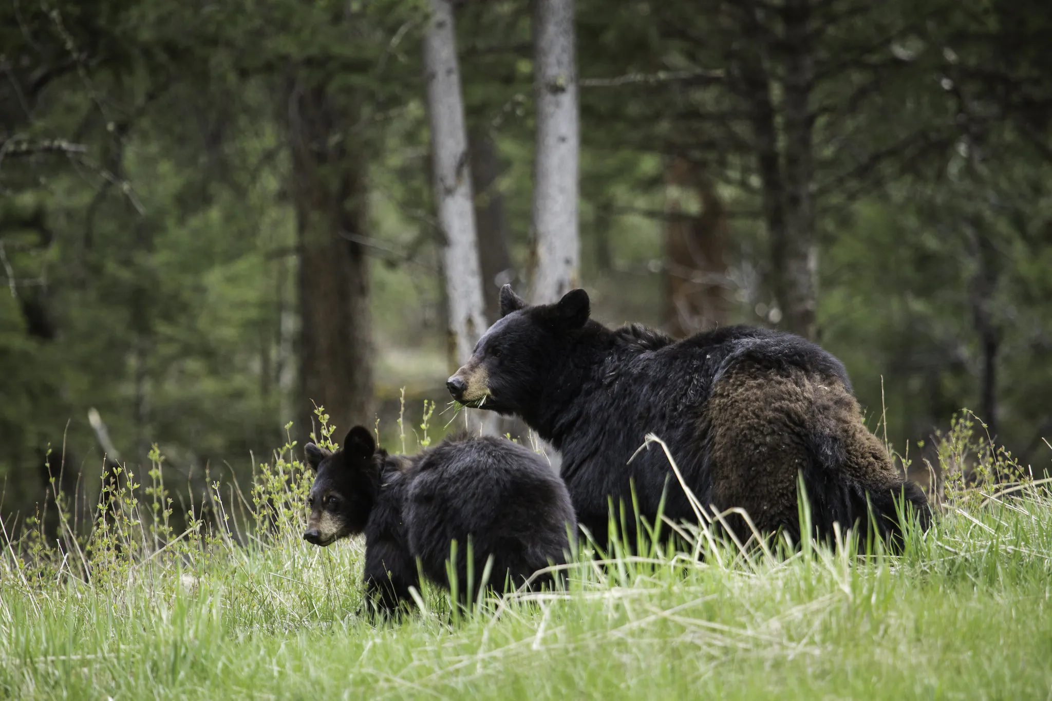 Ours noirs dans un pré.