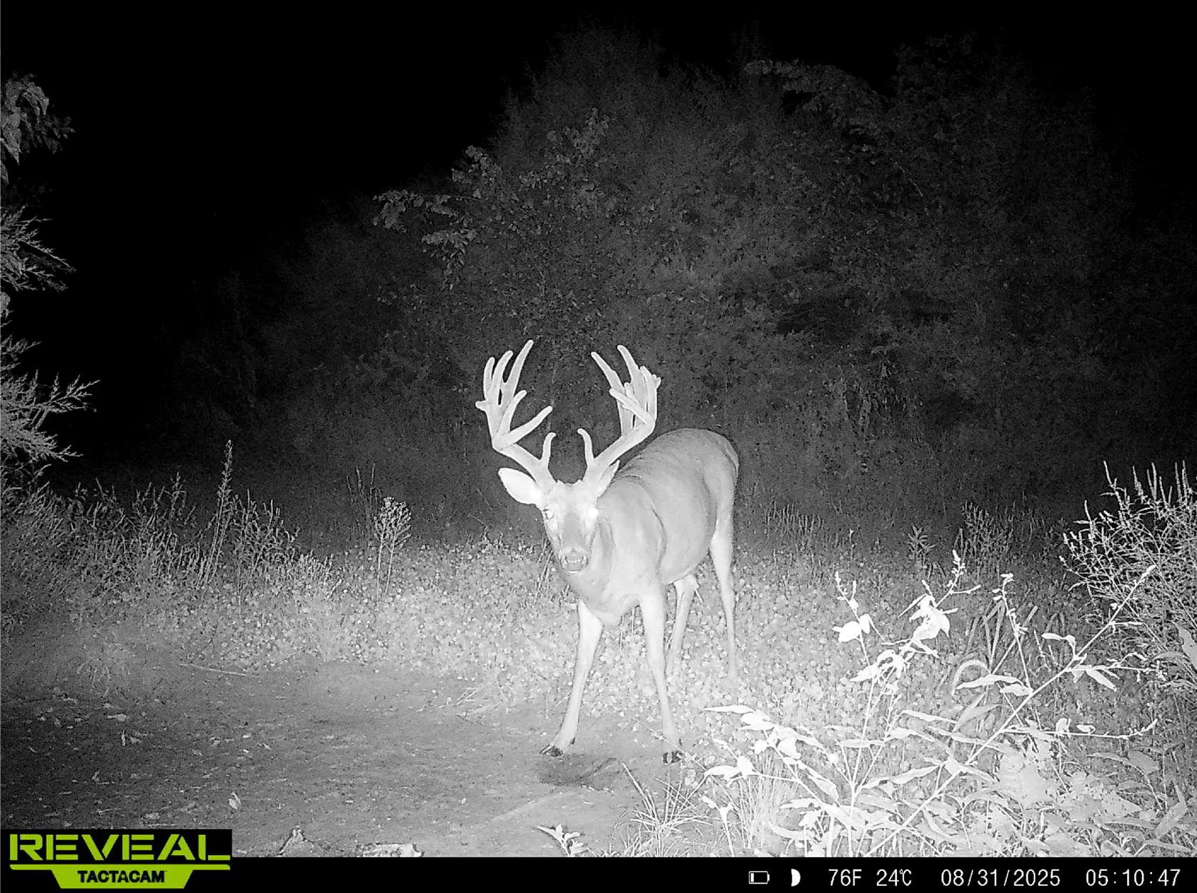 Une photo de caméra de trail d'un cerf prise la nuit.