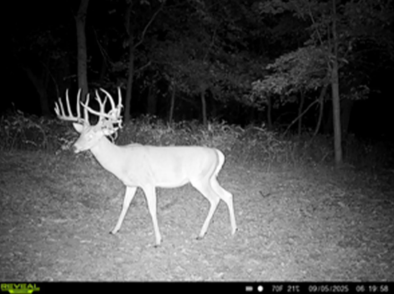 Un mâle d'Oklahoma photographié avec une caméra de chasse la nuit.