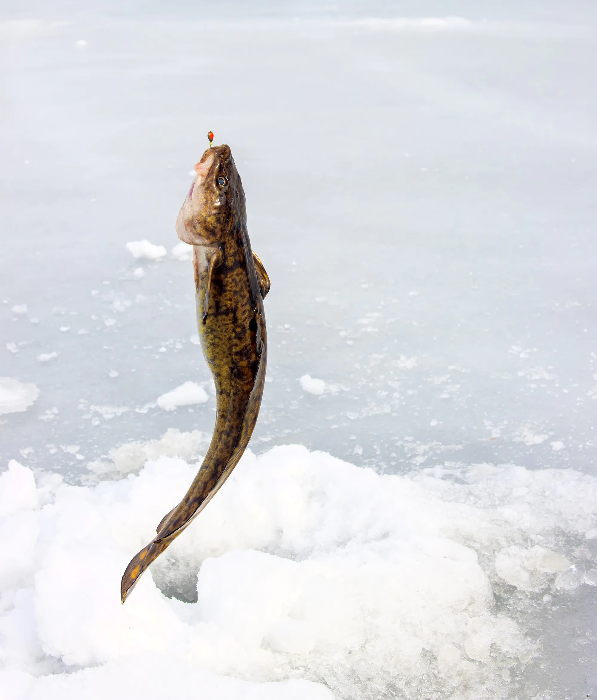 Une lotte est tirée à travers la glace.