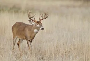 Pourquoi la chasse au cerf trophée est un piège